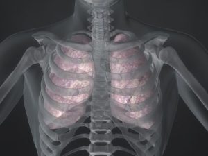Image of human lungs